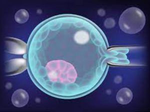 Embryo biopsy